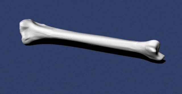 tibia bone 3d model