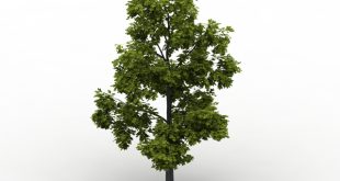 مدل سه بعدی درخت 3dmax